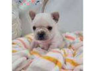 French Bulldog Puppy for sale in Charles City, IA, USA