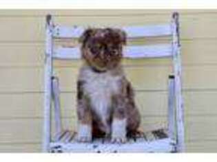 Australian Shepherd Puppy for sale in Inola, OK, USA