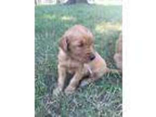 Golden Retriever Puppy for sale in Big Lake, MN, USA