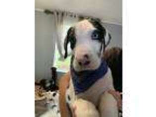 Great Dane Puppy for sale in Macclenny, FL, USA