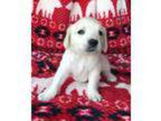 Mutt Puppy for sale in Pinnacle, NC, USA
