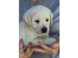 Labrador Retriever Puppy for sale in West Linn, OR, USA
