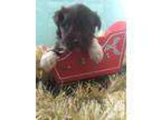 Mutt Puppy for sale in WOODS CROSS, UT, USA