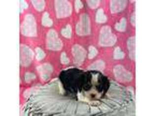 Cavalier King Charles Spaniel Puppy for sale in Carthage, TN, USA