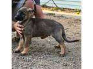 German Shepherd Dog Puppy for sale in Oakhurst, CA, USA