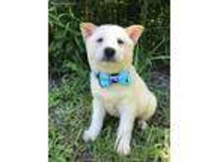 Shiba Inu Puppy for sale in Canfield, OH, USA