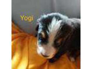 Bernese Mountain Dog Puppy for sale in Exeter, MO, USA