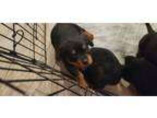 Rottweiler Puppy for sale in Bullhead City, AZ, USA