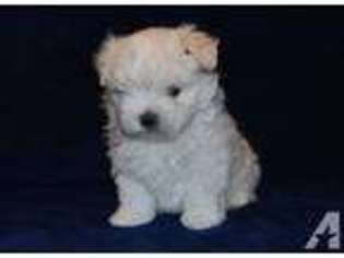 Maltese Puppy for sale in COLLEGE PLACE, WA, USA