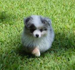 Miniature Australian Shepherd Puppy for sale in Jackson, TN, USA