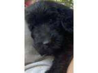 Labradoodle Puppy for sale in Billings, MO, USA