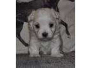 Maltese Puppy for sale in Atwood, IL, USA