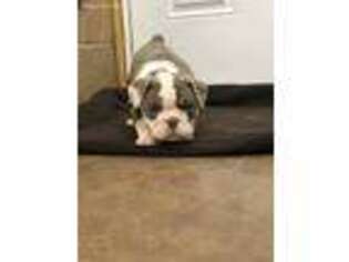Bulldog Puppy for sale in Stilwell, OK, USA