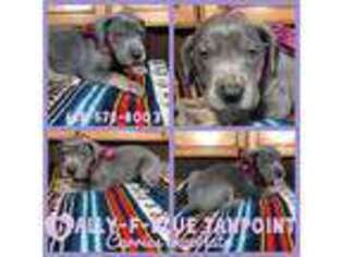 Great Dane Puppy for sale in Kansas City, MO, USA