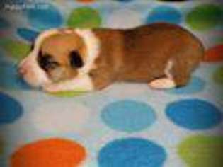 Pembroke Welsh Corgi Puppy for sale in Dublin, TX, USA