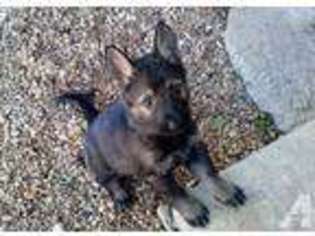 German Shepherd Dog Puppy for sale in CANYON LAKE, TX, USA
