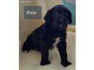 Labradoodle Puppy for sale in Dinwiddie, VA, USA