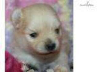 Pomeranian Puppy for sale in Grand Forks, ND, USA