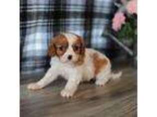 Cavalier King Charles Spaniel Puppy for sale in Elburn, IL, USA