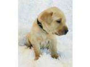 Labrador Retriever Puppy for sale in Mccall, ID, USA