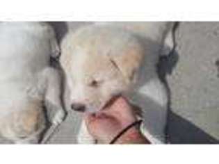 Akita Puppy for sale in Niagara Falls, NY, USA
