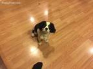 Cavalier King Charles Spaniel Puppy for sale in Abington, PA, USA