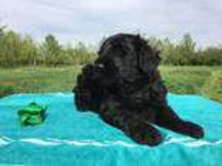 Black Russian Terrier Puppy for sale in Burnsville, NC, USA