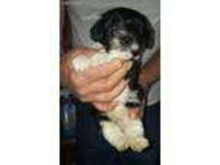 Mutt Puppy for sale in Kerrville, TX, USA