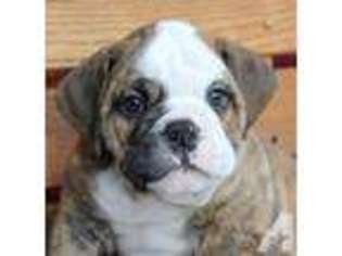 Bulldog Puppy for sale in WENTWORTH, MO, USA