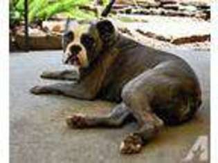 Olde English Bulldogge Puppy for sale in PASADENA, TX, USA