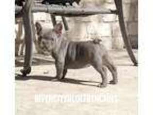 French Bulldog Puppy for sale in Bulverde, TX, USA