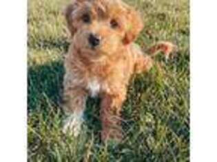 Mutt Puppy for sale in Hermosa, SD, USA