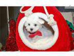 Maltese Puppy for sale in Mobile, AL, USA