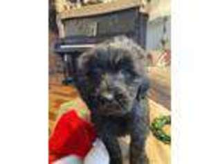 Goldendoodle Puppy for sale in Harrogate, TN, USA