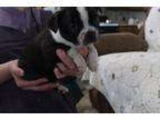 Boston Terrier Puppy for sale in Fennimore, WI, USA