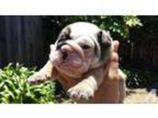 Bulldog Puppy for sale in SALINAS, CA, USA