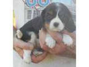 Cavalier King Charles Spaniel Puppy for sale in Hartville, MO, USA