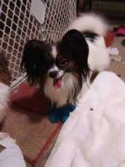 Papillon Puppy for sale in Louisville, KY, USA