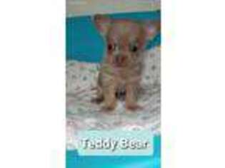 Medium Photo #1 Chihuahua Puppy For Sale in West Plains, MO, USA