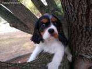 Cavalier King Charles Spaniel Puppy for sale in Killen, AL, USA