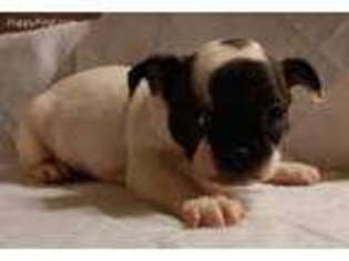 Boston Terrier Puppy for sale in Danville, IL, USA