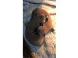 Akita Puppy for sale in Hoquiam, WA, USA