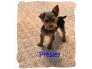 Yorkshire Terrier Puppy for sale in Vacaville, CA, USA