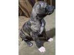 Great Dane Puppy for sale in Willmar, MN, USA