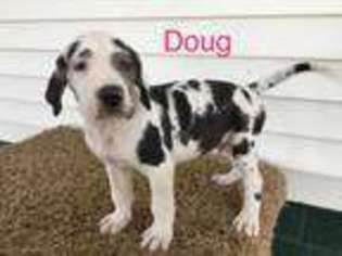 Great Dane Puppy for sale in Montgomery, IN, USA