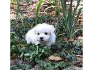 Maltese Puppy for sale in Heltonville, IN, USA