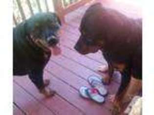 Rottweiler Puppy for sale in PROSPECT, VA, USA