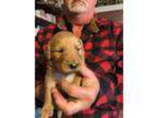 Golden Retriever Puppy for sale in Winamac, IN, USA