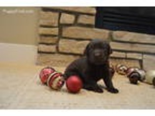 Labrador Retriever Puppy for sale in Modoc, IN, USA