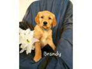 Golden Retriever Puppy for sale in Colby, WI, USA